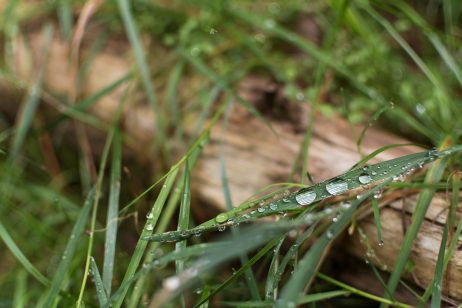 FREE IMAGE: Water Drops On the Grass | Libreshot Public Domain Photos